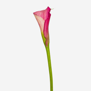 Beautiful Pink Calla Lilies Bouquet