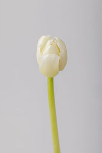 White Tulips - Stemmz