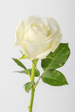 Load image into Gallery viewer, White Roses - Stemmz
