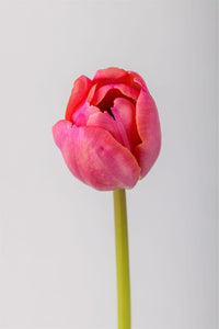 pink tulips bouquet