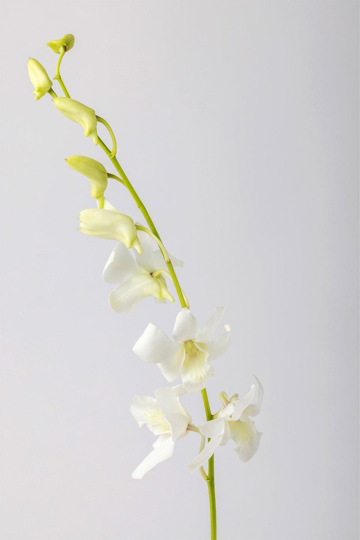 White  Orchids