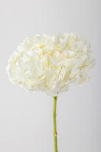Load image into Gallery viewer, White Hydrangeas - Stemmz
