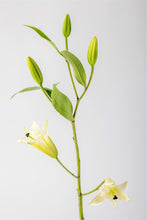 Load image into Gallery viewer, White Lilies
