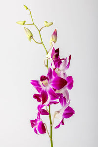 Purple Orchids Bouquet Online