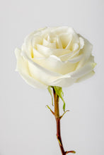 Load image into Gallery viewer, White Garden Roses
