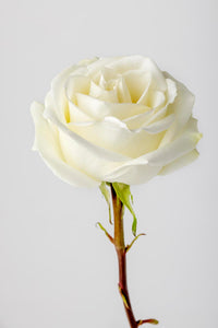 White Garden Roses